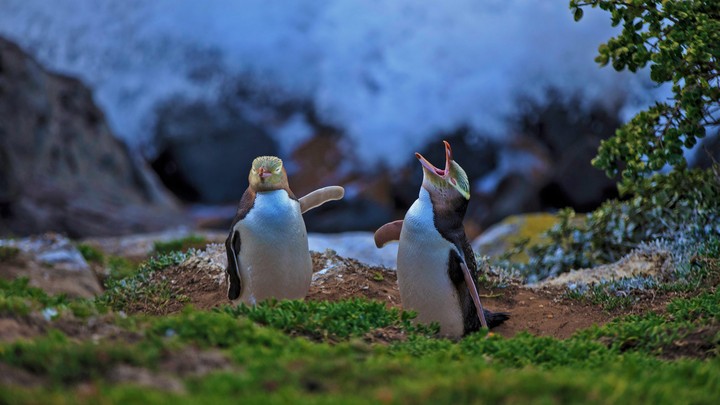 penguin