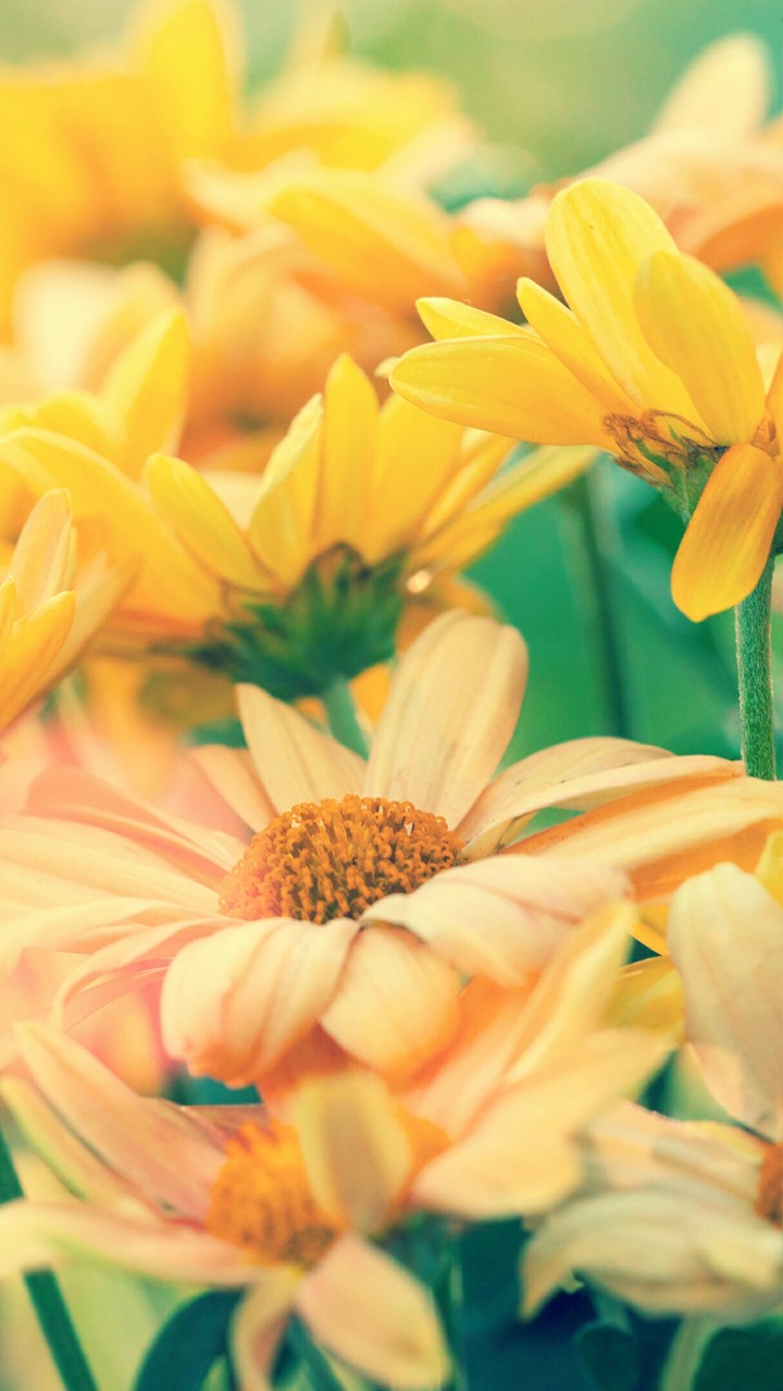 Flower's