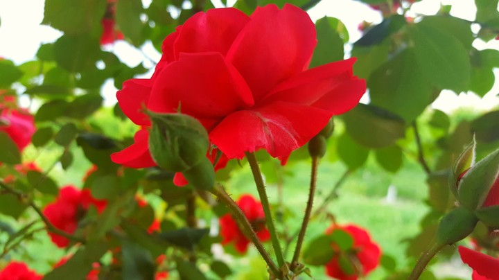 garden