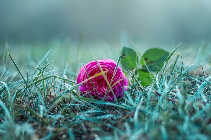 Fallen Rose