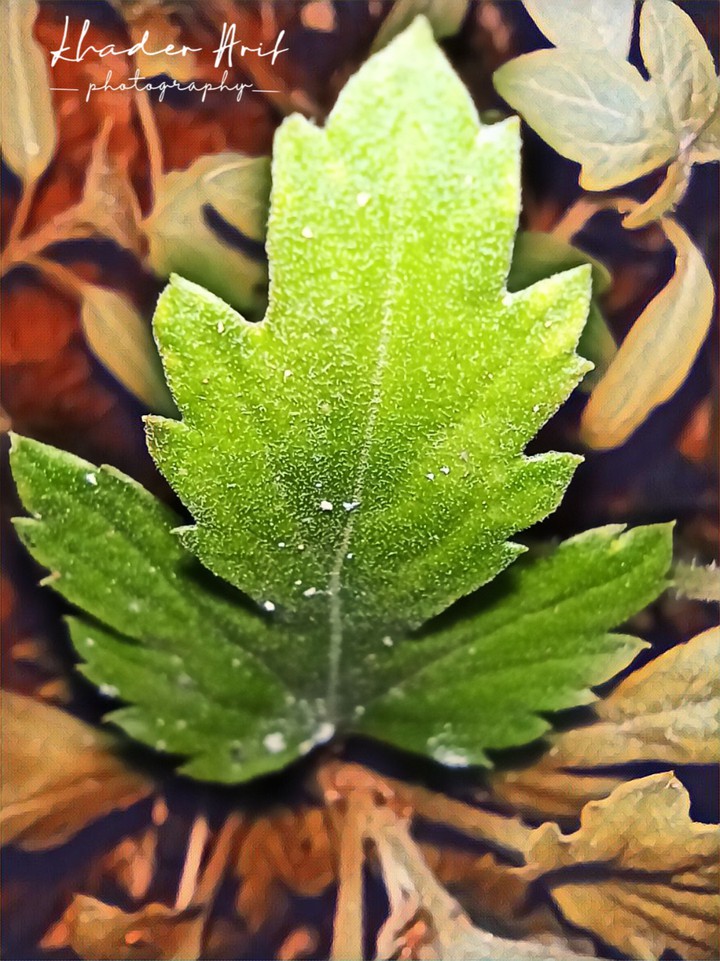 macro shot