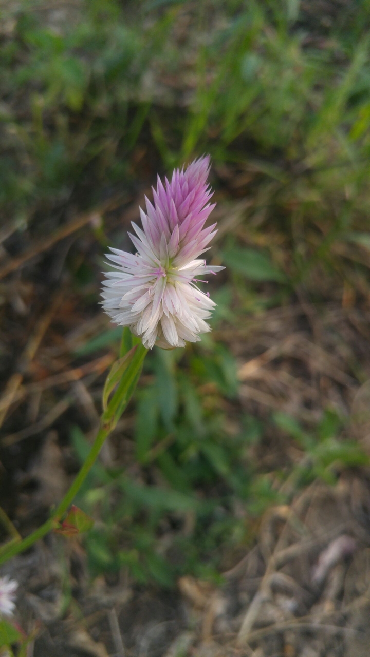 pink white