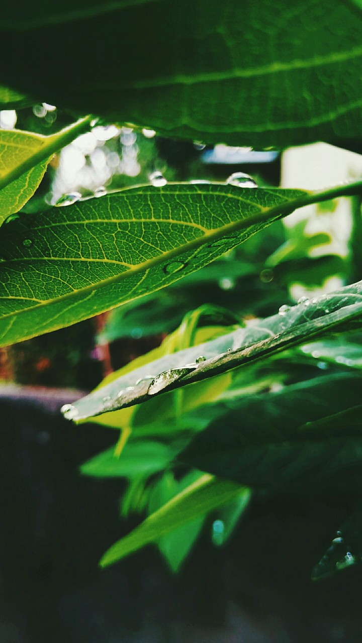 raindrop
