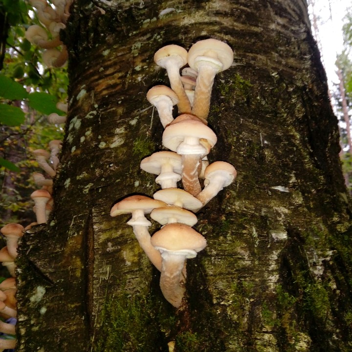 Mushroom on the birch
