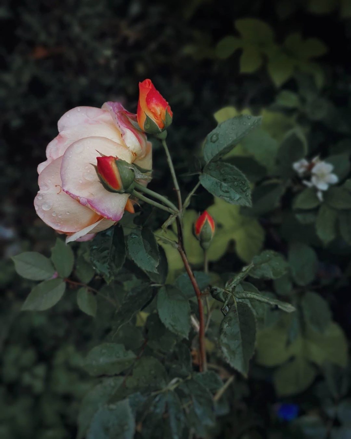 Rose