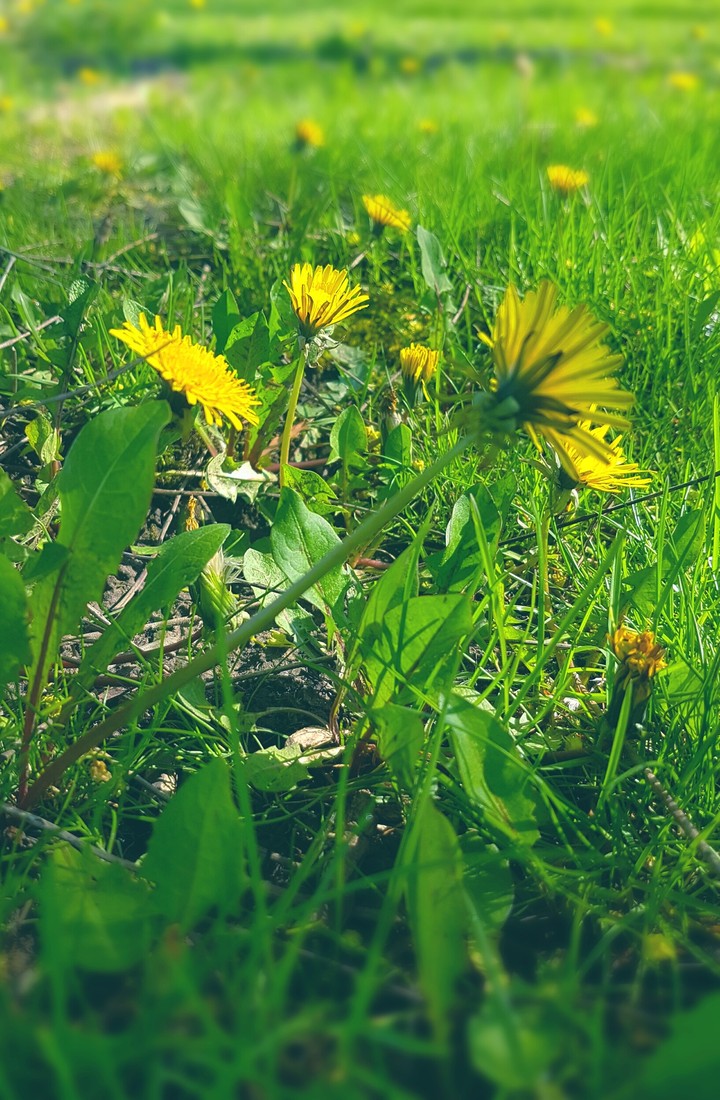Dandelion