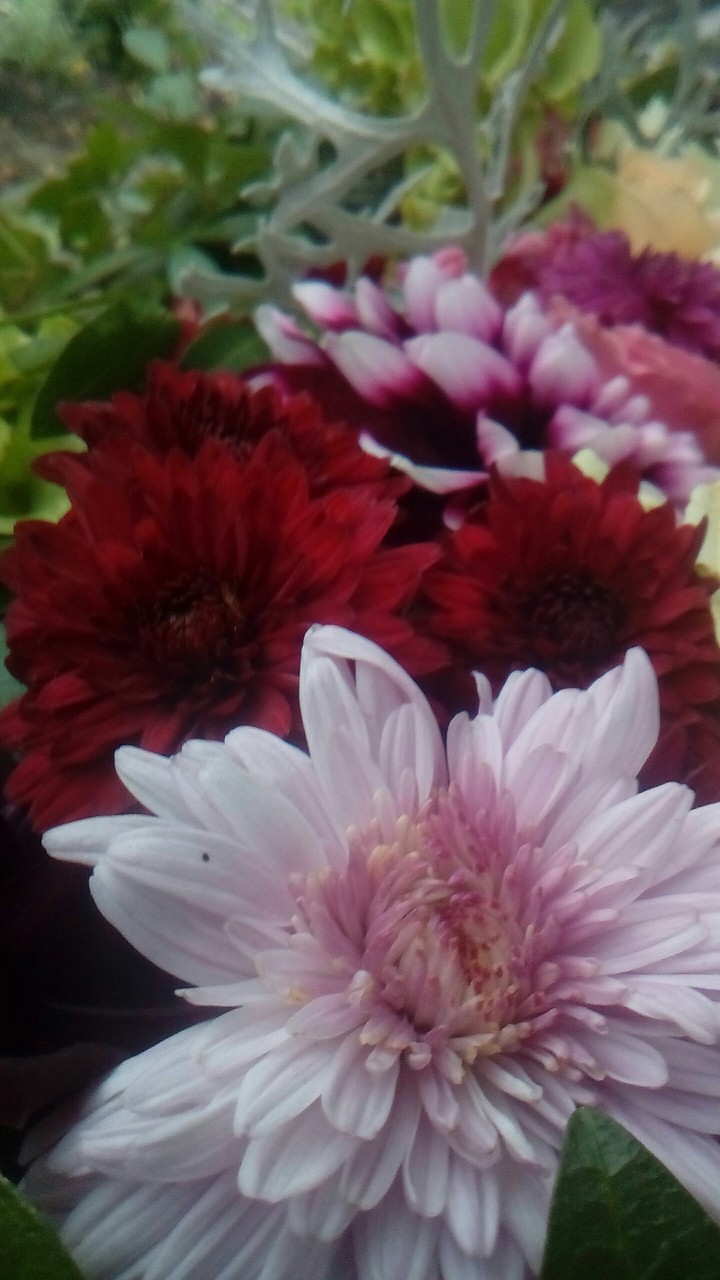 Weeding flowers