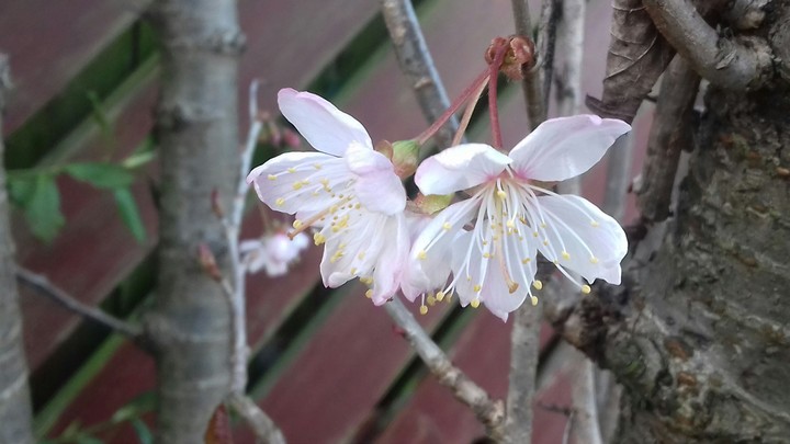 spring