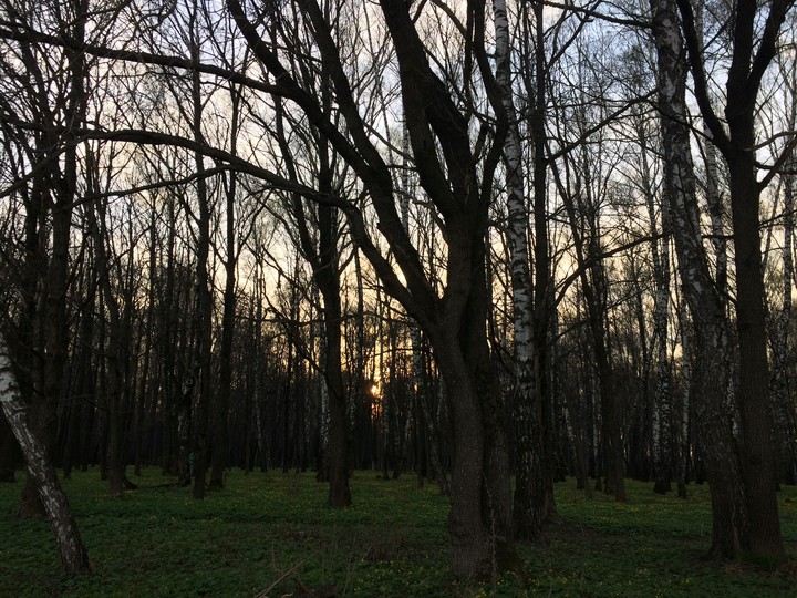 Лес