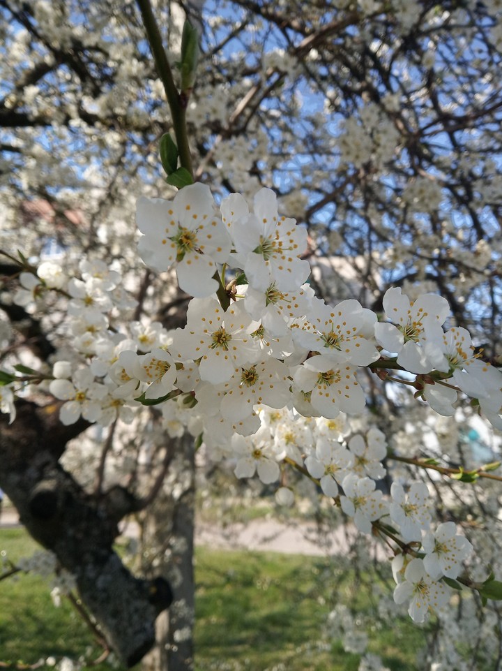flowers