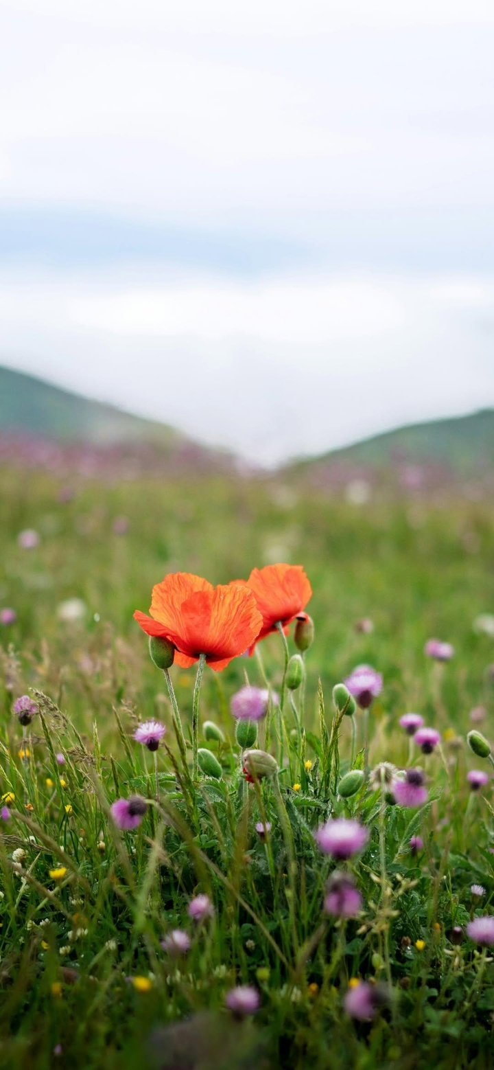 flower, meadow Hintergrundbilder
