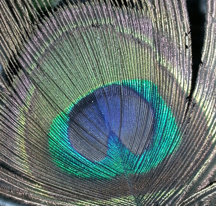 Color