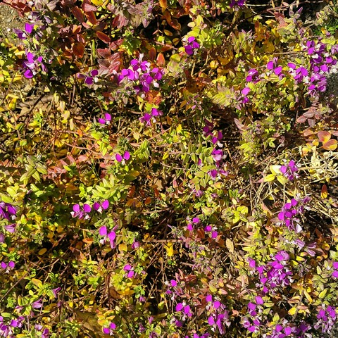 Jerusalem Flowers
