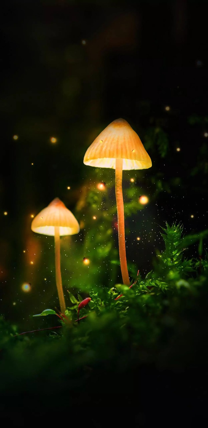 lighting mushrooms