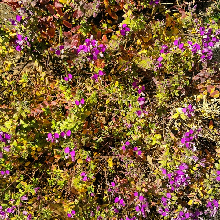Jerusalem Flowers