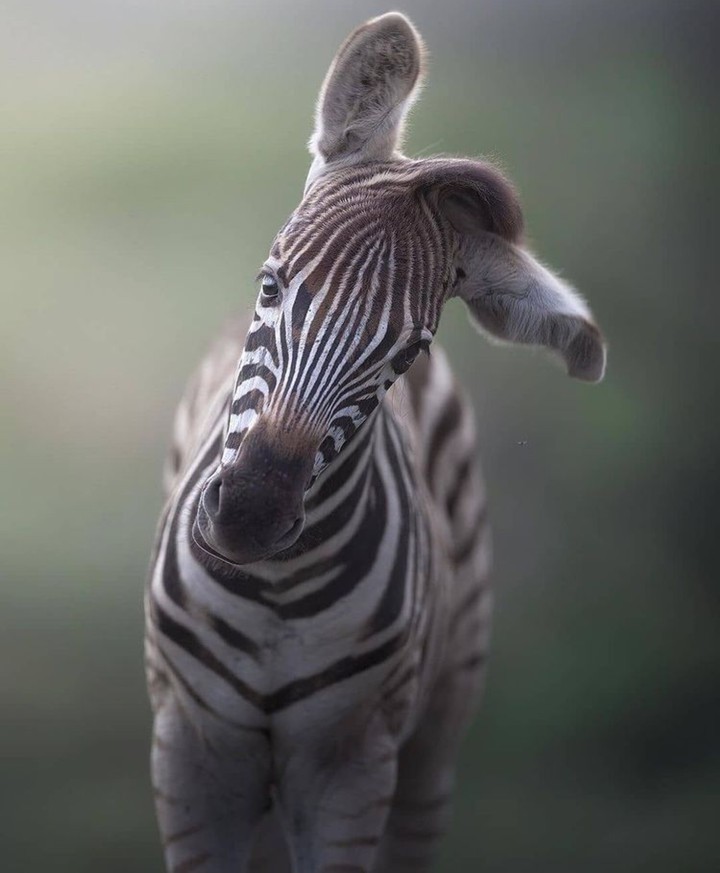Zebra