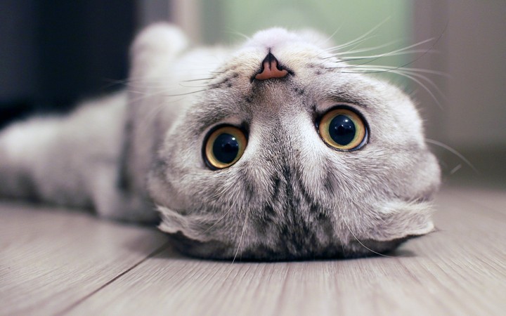 cat