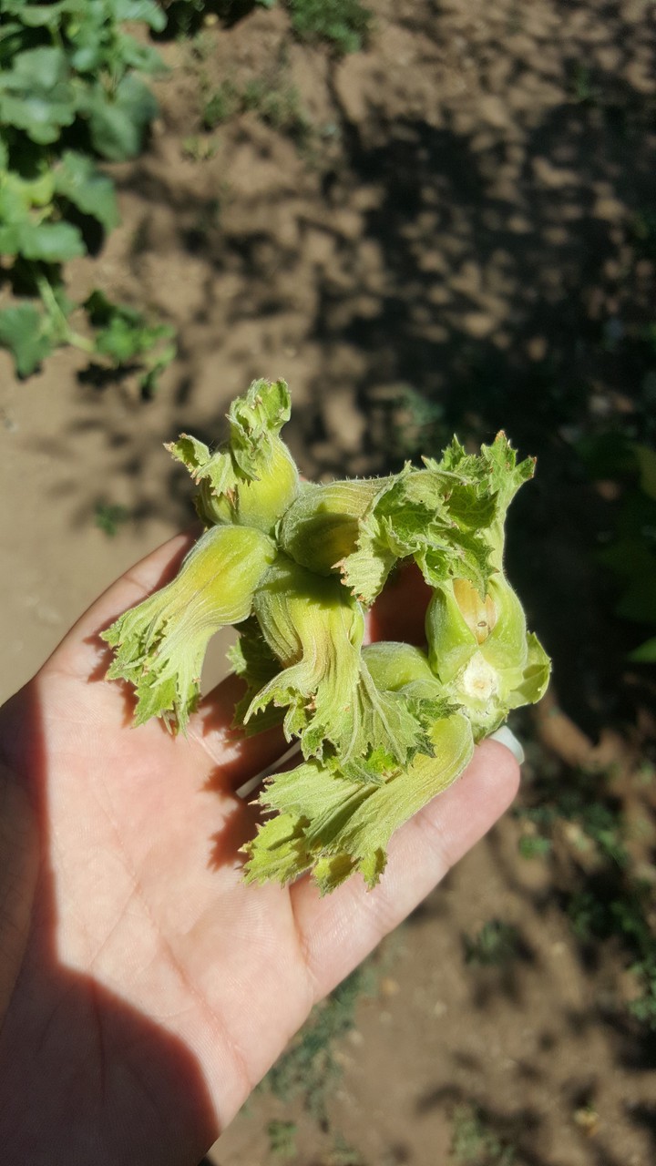 fındık (çotanak)