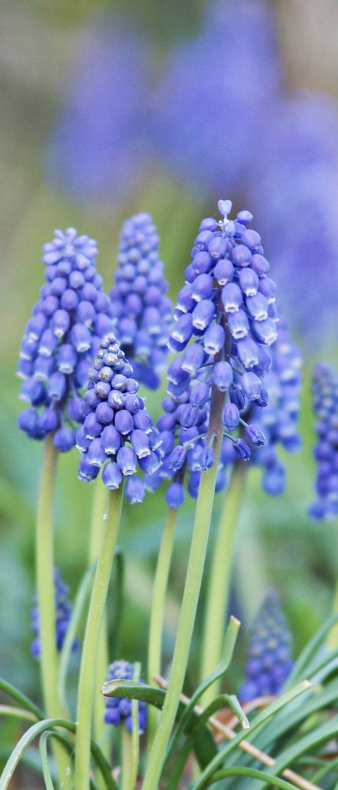 sfondi flower, blue