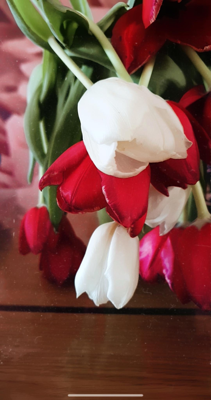 Tulips