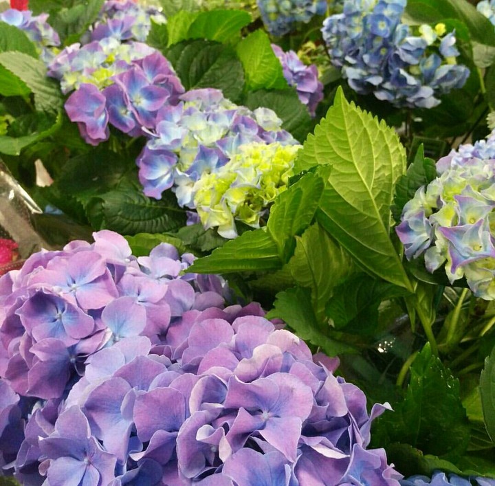 Flowers