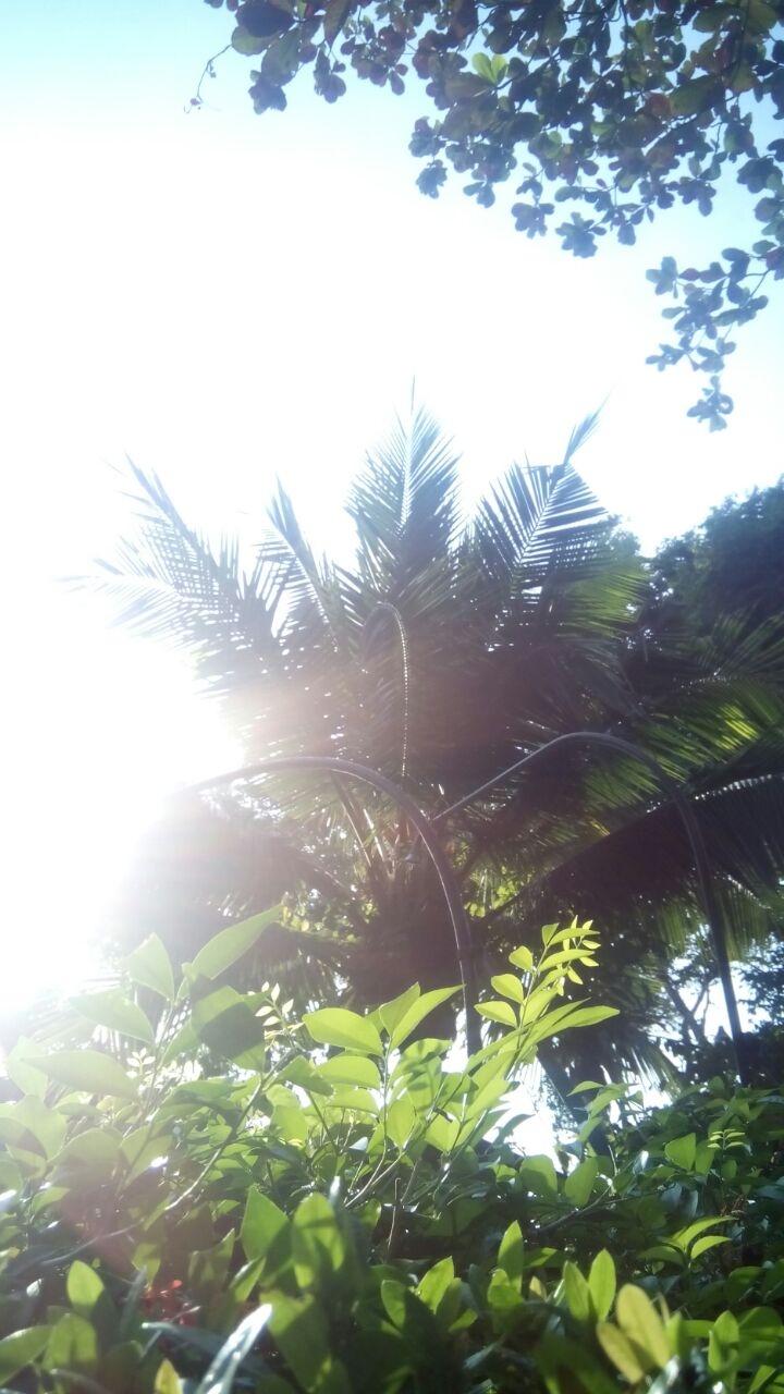 It is a tropical trees! Its very beautiful!
