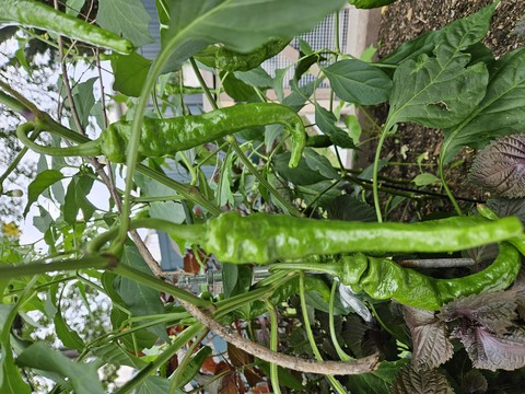GREEN PEPPERS