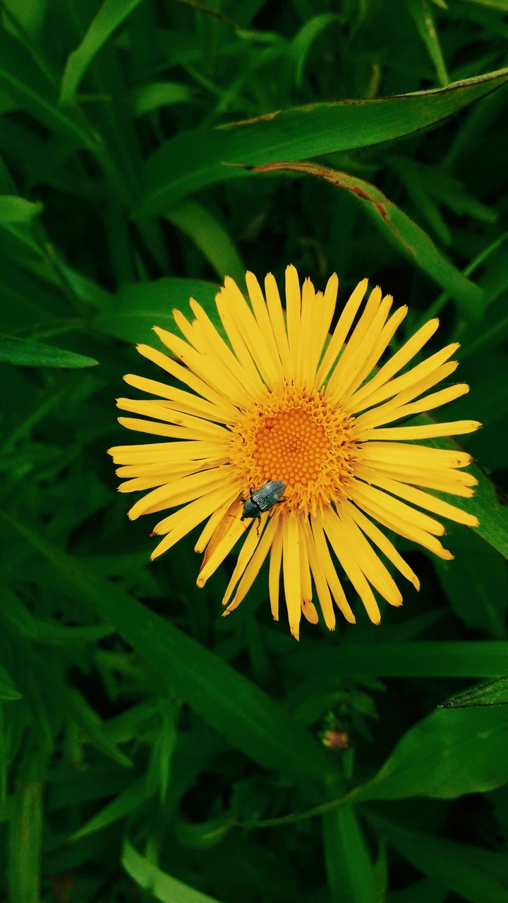 little life