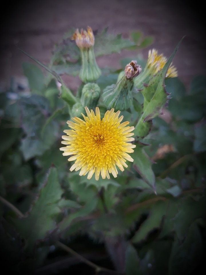 my click