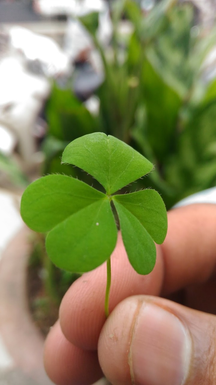 three heart