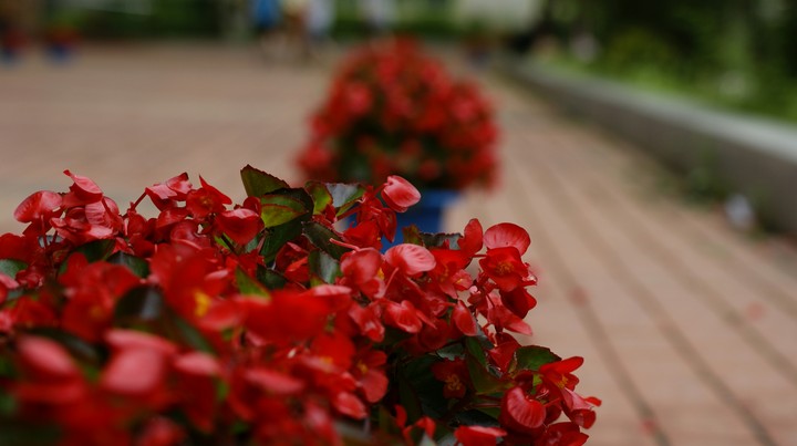 red flowers 2