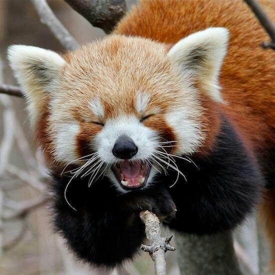 Animal