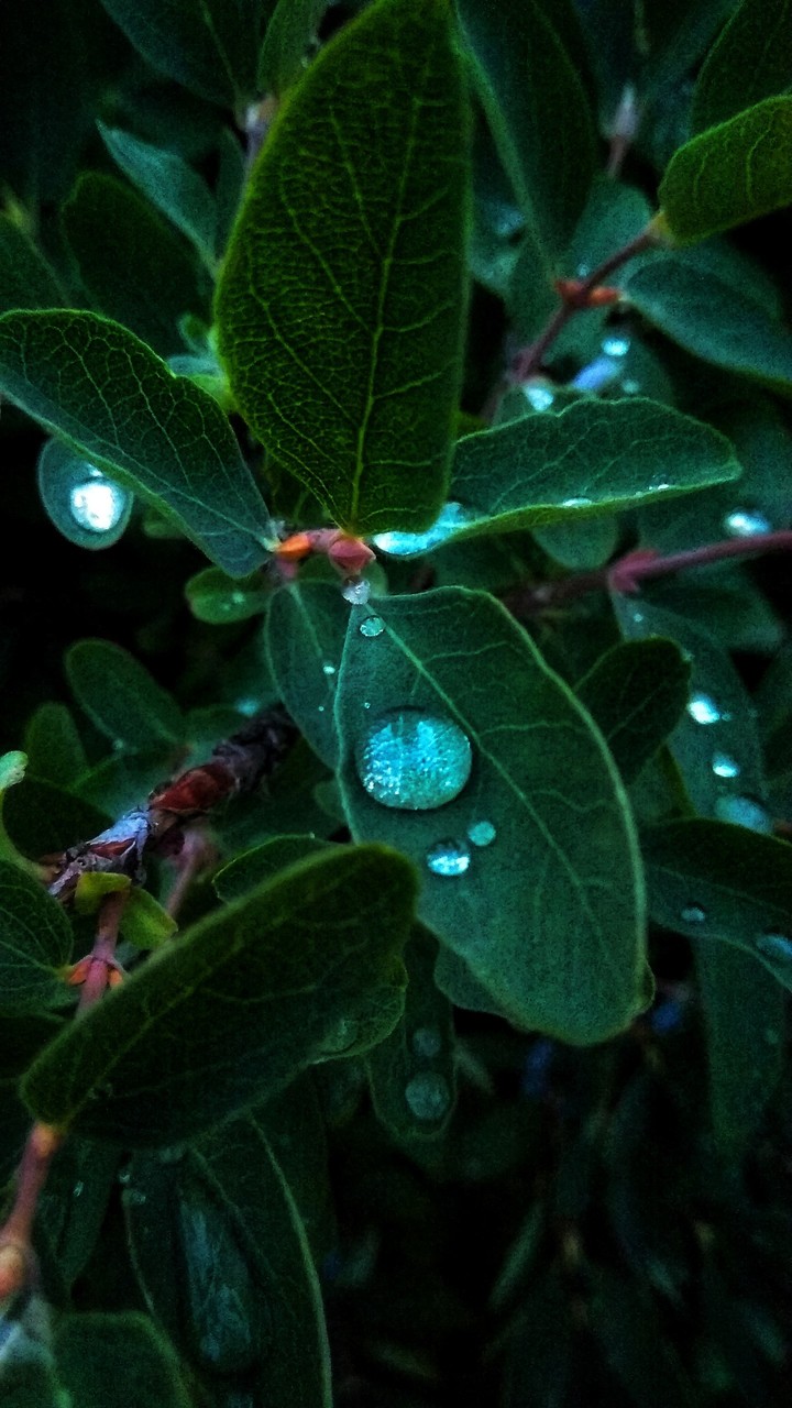 A drop of water on a sheet
