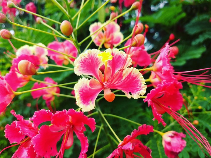 #nature #flower