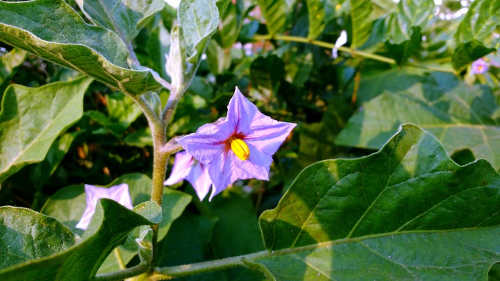 Brinjal flower in bloom