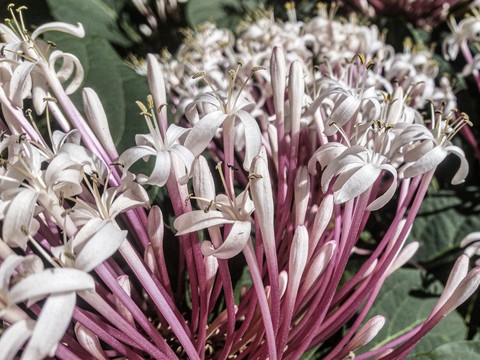 wildflower, allium achtergronden