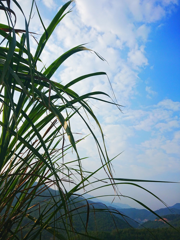 Reeds