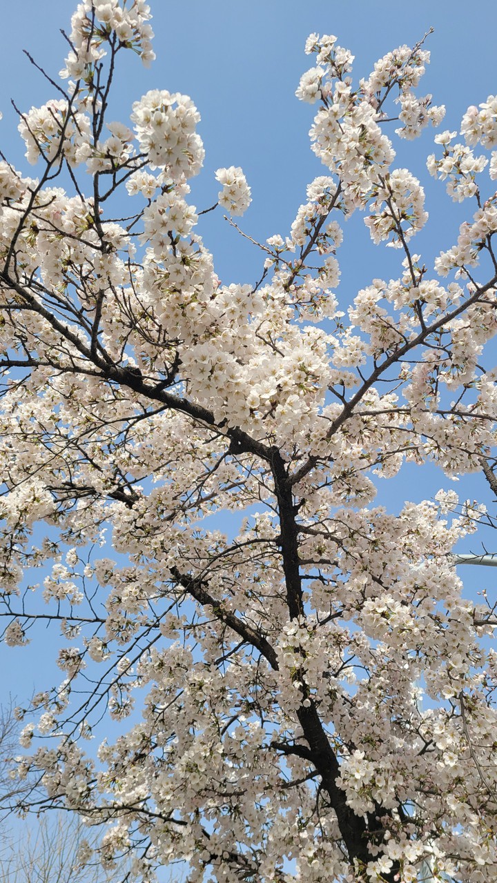 spring