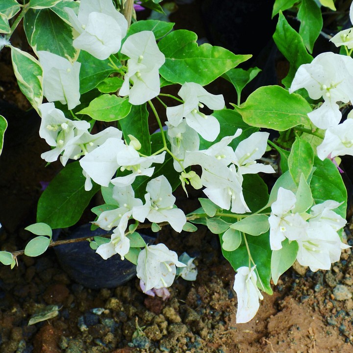 flowers