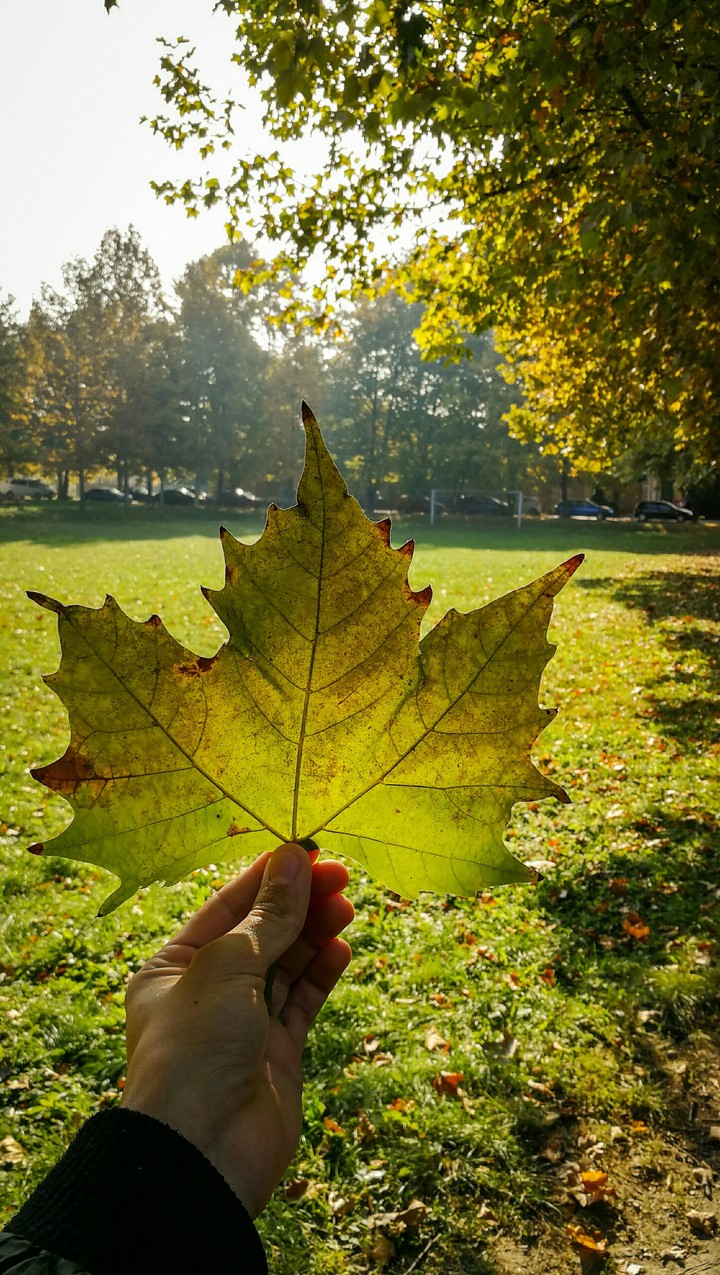 Huge leaf