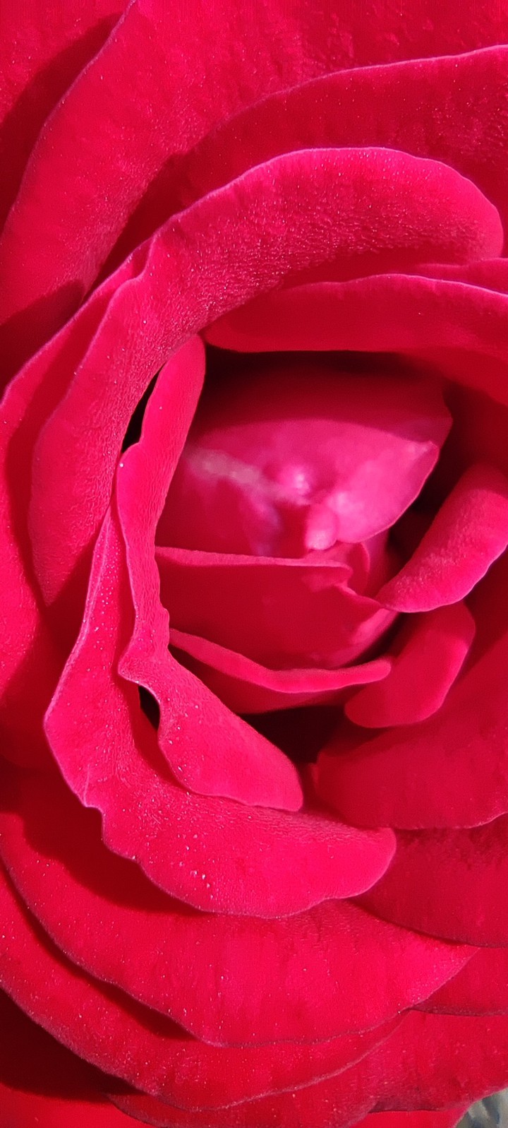 Red Rose Phone wallpaper