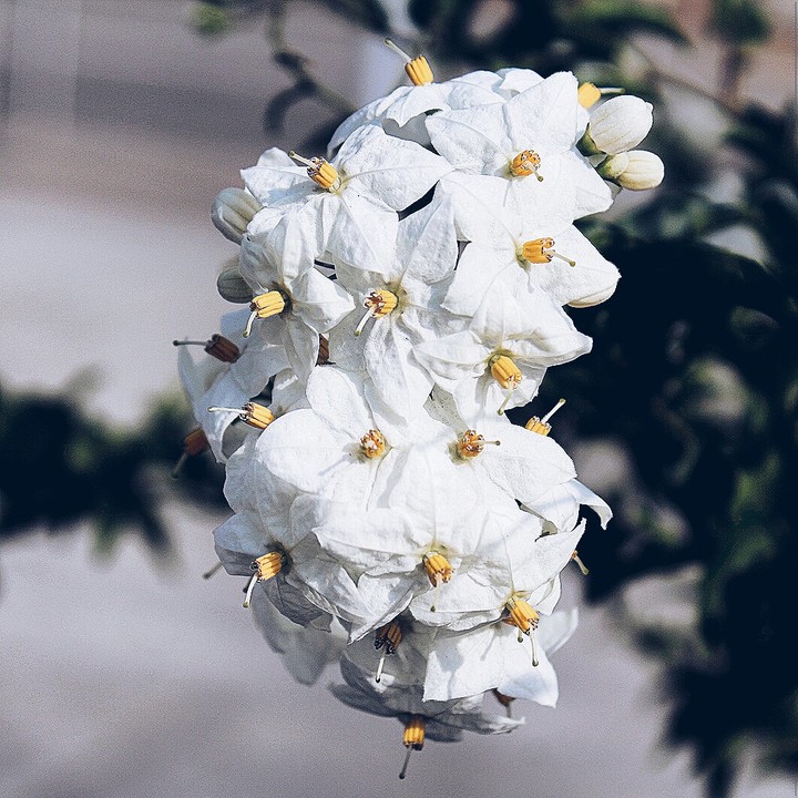 star flower