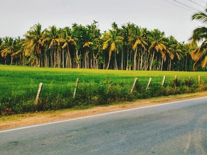 nature