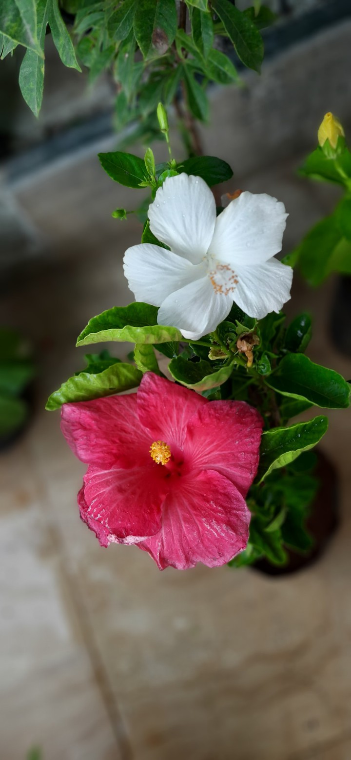 flowers