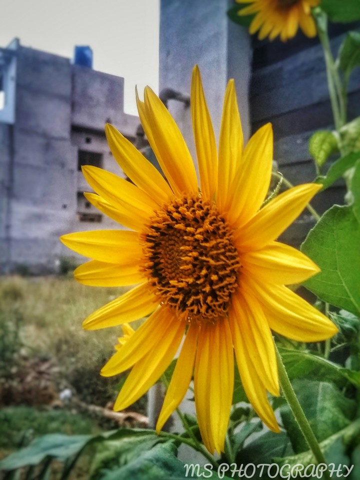 Sun Flower