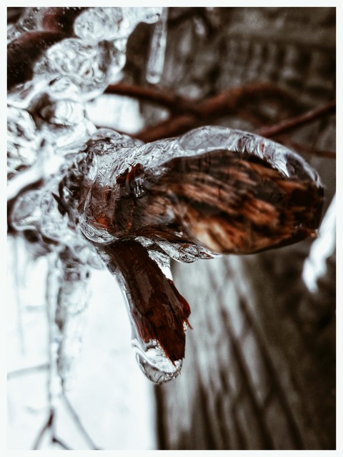 papéis de parede Water, tree