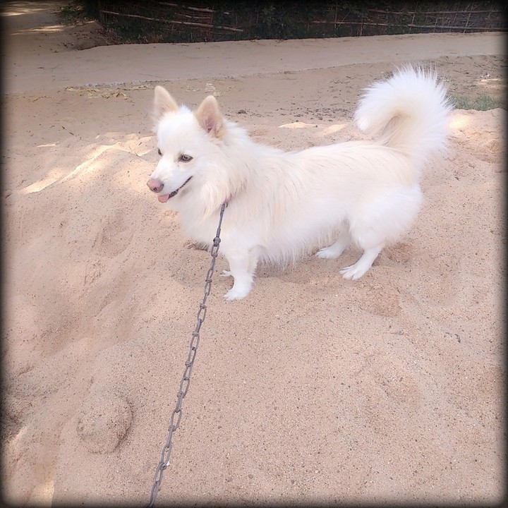 doggy