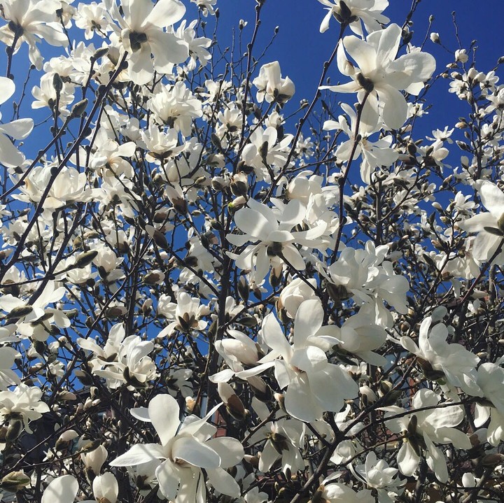 magnolia