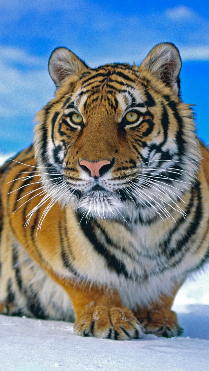 Tiger playing in snow