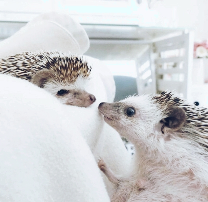 hedgehog